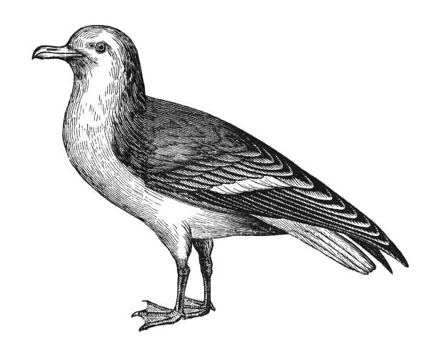Vintage engraved illustration isolated on white background - European herring gull (Larus argentatus)