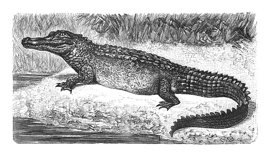Vintage engraved illustration - American alligator (Alligator mississippiensis)