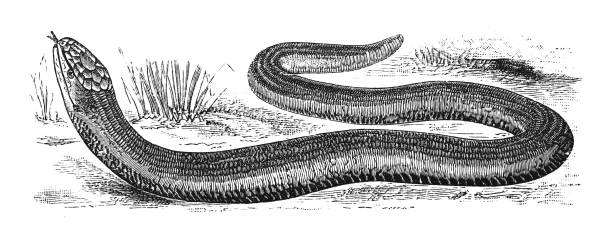 powolny robak, głucha żmija lub leszczyna (anguis fragilis) - vintage grawerowana ilustracja na białym tle - european adder illustrations stock illustrations