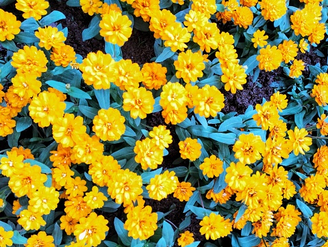 In the picture, dark yellow zinnias are blooming in a flower bed. The colors are very beautiful. The petals are hard and stacked in many layers, making the flowers bloom for many days.