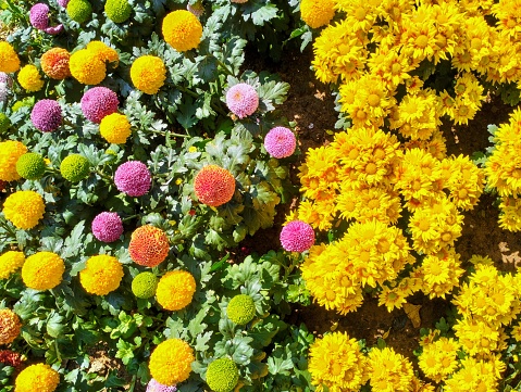 In the picture, one half is a multi-colored ping pong chrysanthemum, and the other half is a bright yellow chrysanthemum. The flowers are beautiful, very cute.