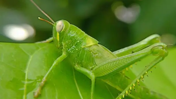 Photo of A grasshopper