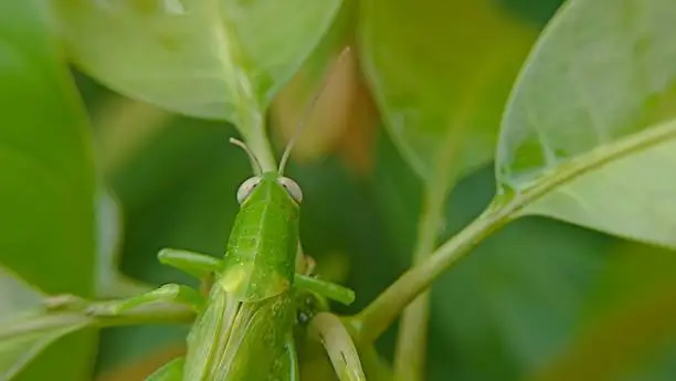 Photo of A grasshopper