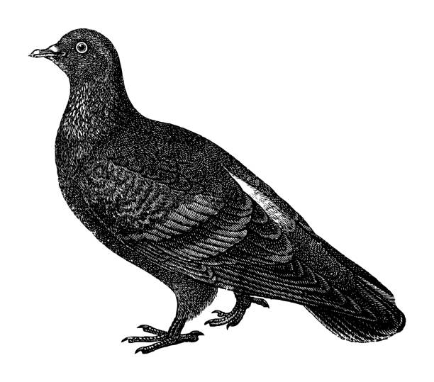 Vintage engraved illustration isolated on white background - Rock dove, rock pigeon, or common pigeon (Columba livia)