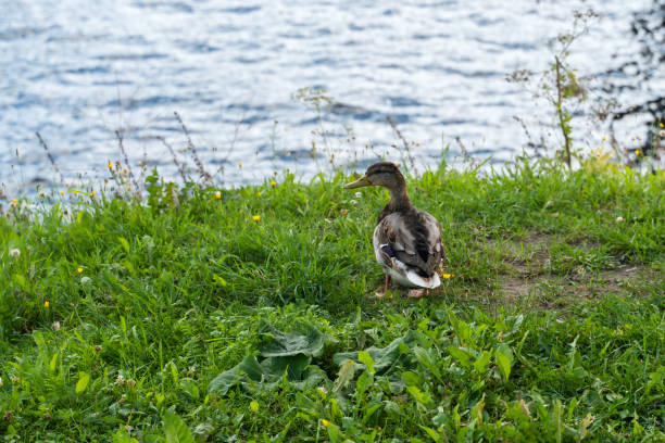 Native gray dabbling duck on river bank with green grass, bird with yellow beak and red feet, waterfowl, water surface, natural background, parks and nature, daylight, stock photo, autumn.