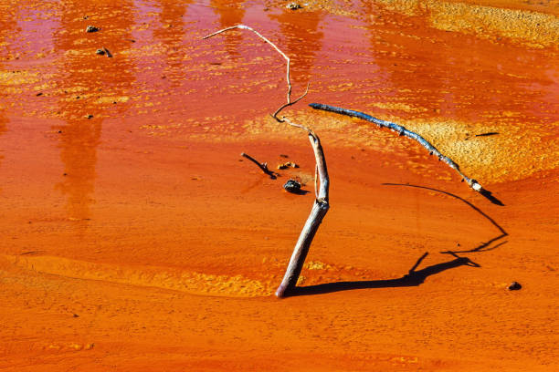 Branches sticking up from the mud in a hot spring
