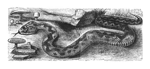 ilustraciones, imágenes clip art, dibujos animados e iconos de stock de víbora común europea o víbora común europea (vipera berus) - ilustración grabada vintage - european adder illustrations