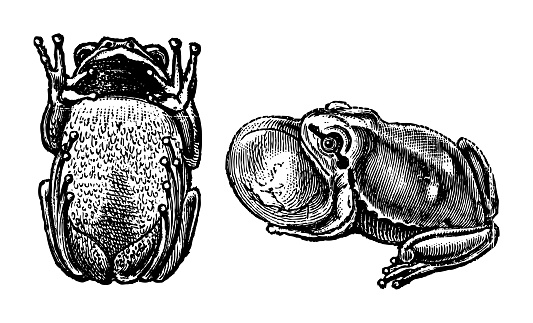 Vintage engraved illustration isolated on white background - American green tree frog (Dryophytes cinereus or Hyla cinerea)