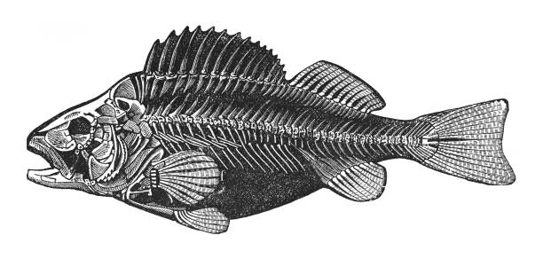 istock Skeleton of European perch (Perca fluviatilis) - Vintage engraved illustration isolated on white background 1964502344