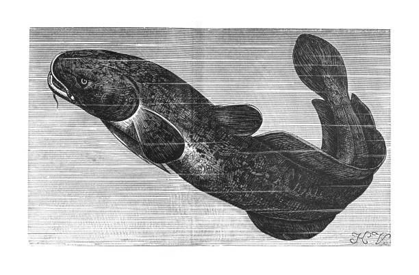 Freshwater cod or burbot (Lota lota) - Vintage engraved illustration Vintage engraved illustration - Freshwater cod or burbot (Lota lota) lota lota stock illustrations