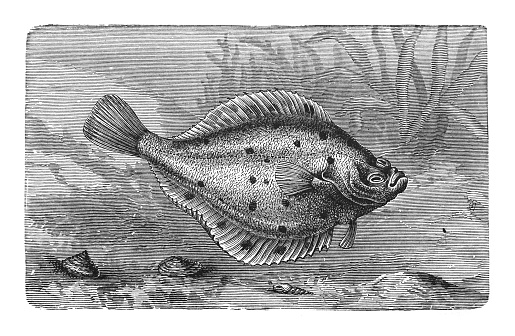 Vintage engraved illustration - European plaice (Pleuronectes platessa)
