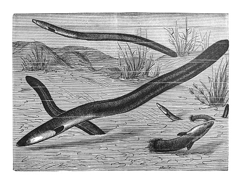 Vintage engraved illustration - European eel (Anguilla anguilla)