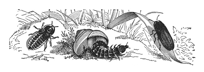 Vintage engraved illustration - Common glowworm (Lampyris noctiluca)