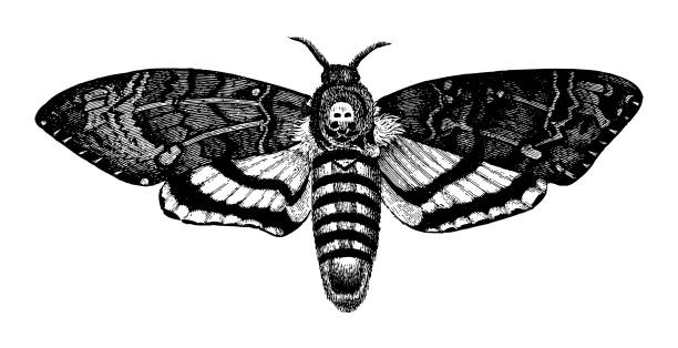 African death's-head hawkmoth (Acherontia atropos) - Vintage engraved illustration isolated on white background Vintage engraved illustration isolated on white background - African death's-head hawkmoth (Acherontia atropos) animal antenna stock illustrations