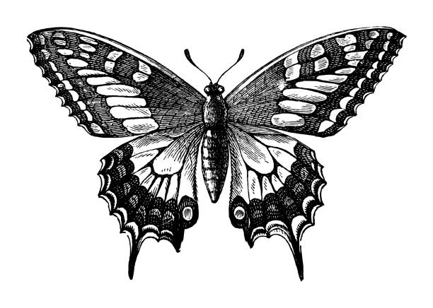 old world swallowtail (papilio machaon) - 흰색 배경에 고립된 빈티지 새겨진 그림 - 날개를 펼치다 이미지 stock illustrations