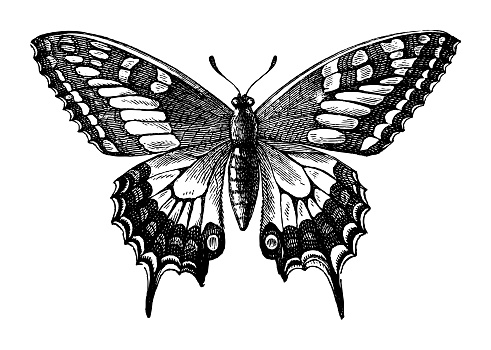 Vintage engraved illustration isolated on white background - Old World swallowtail (Papilio machaon)