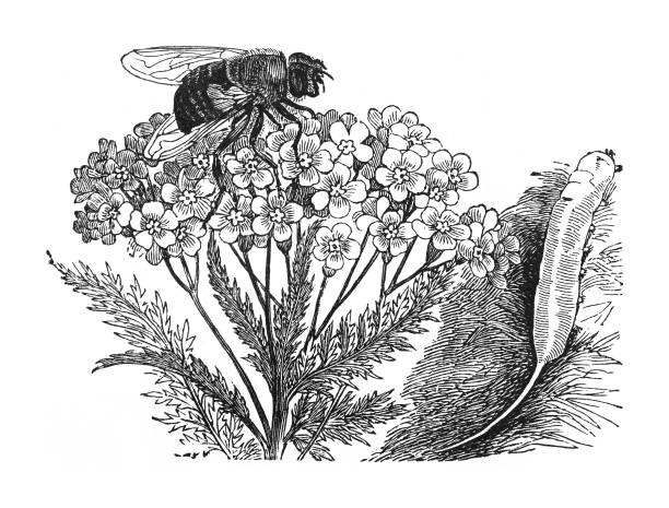 illustrazioni stock, clip art, cartoni animati e icone di tendenza di mosca comune del fuco (eristalis tenax) con larva - illustrazione incisa d'epoca - engraved image fly antique housefly