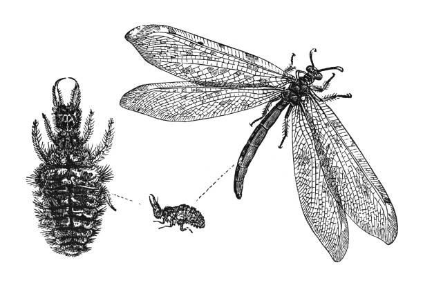 antlion (myrmeleon formicarius) 생활주기 - 흰색 배경에 고립 된 빈티지 새겨진 그림 - formicarius stock illustrations