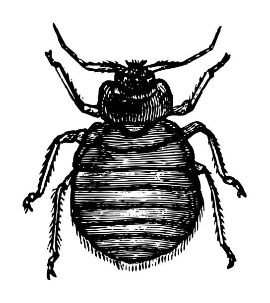 bettwanze (cimex lectularius) - vintage-gravierte illustration isoliert auf weißem hintergrund - bedbug insect beetle temperate bedbug stock-grafiken, -clipart, -cartoons und -symbole