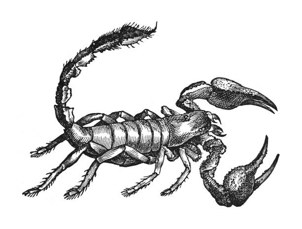 Scorpion (Scorpio afer) - Vintage engraved illustration isolated on white background Vintage engraved illustration isolated on white background - Scorpion (Scorpio afer) scorpions drawings stock illustrations