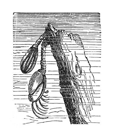 Vintage engraved illustration - Pelagic gooseneck barnacle or smooth gooseneck barnacle (Lepas anatifera)