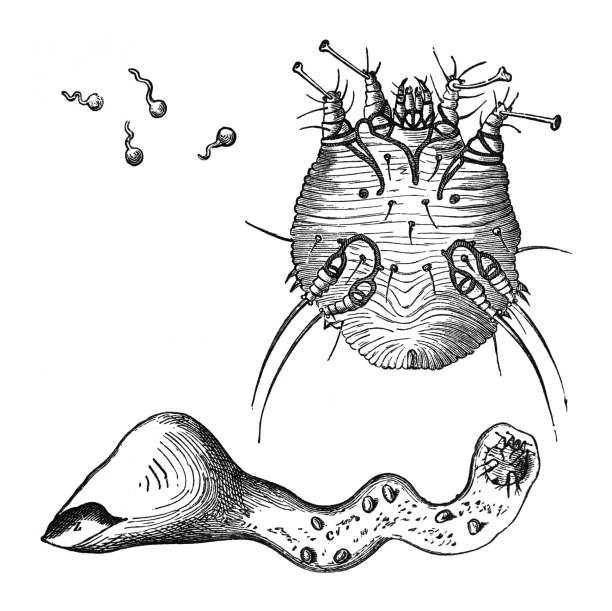 Itch mite (Sarcoptes scabiei) - Vintage engraved illustration isolated on white background Vintage engraved illustration isolated on white background - Itch mite (Sarcoptes scabiei) sarcoptes scabiei stock illustrations