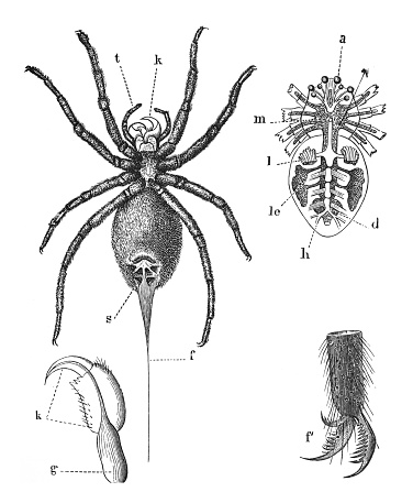 Vintage engraved illustration isolated on white background - Spider anatomy