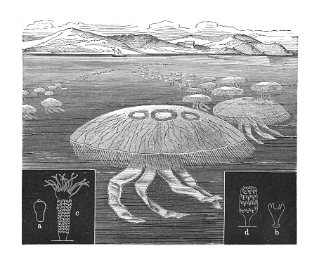Vintage engraved illustration - Common jellyfish, moon jellyfish, moon jelly or saucer jelly (Aurelia aurita)