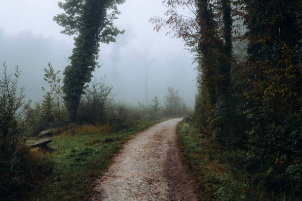 A Pond covered in Fog capturen in the Mystic Foggy Season Switzerland