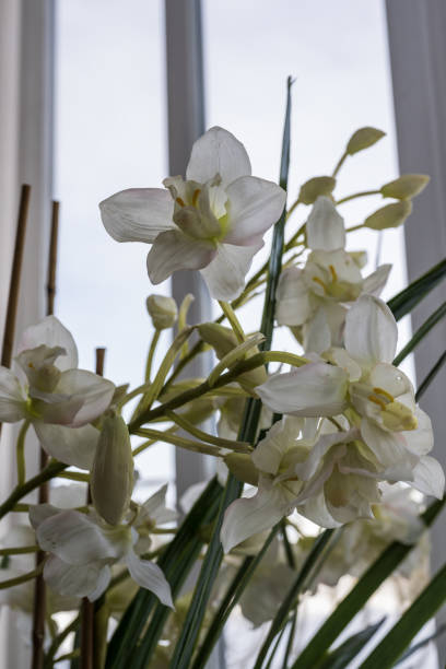 White orchids in a vase on the windowsill.