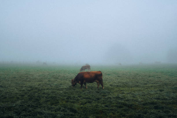 istock Swiss Cattle Cow on plane Field 1964558354