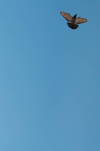 Pigeon Flying in the Blue Sky During a Sunny Summer Day in Milano, Italy