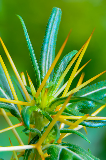 (Xanthium spinosum), green narrow leaves trailing yellow thorns
