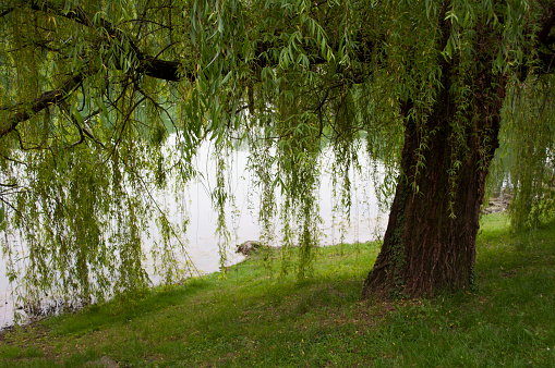 Beautiful Weeping Willow Tree on the Lakeshore with Green Leaves During a Summer Day in Milano, Italy