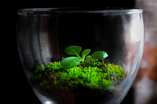 green plant terrarium from a glass cup, making the glass cup into a terrarium