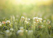green meadow with white clover