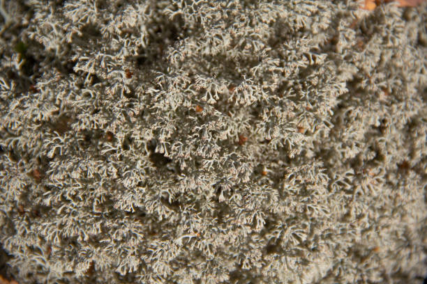 istock White fluffy moss blessed by the sun close-up selective focus macro photo for background 1964600746