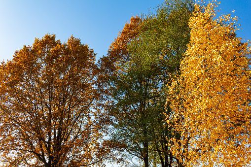 autumn sunny nature landscape. autumn leaf in autumn tree background. Beautiful fall landscape with yellow trees and sunshine