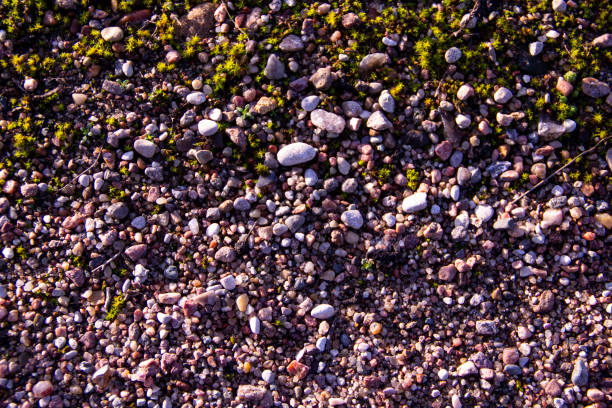 Small river pebbles background. Many small oval river pebbles background.