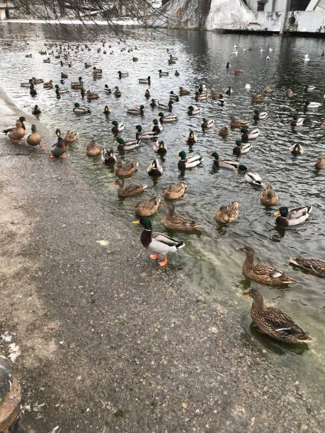 istock Ducks and seagulls on the lake 1964610868