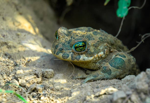 istock A green toad crawled out of its burrow after wintering underground 1964613009