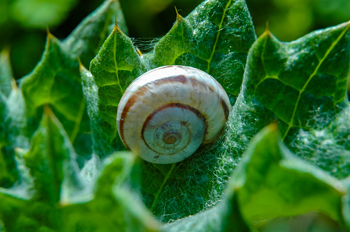 (Helicella candicans), a snail resting on a green leaf