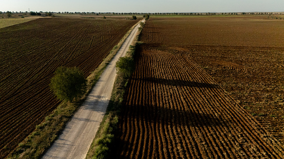 aerial view of an isolated tree in the middle of a sandy road next to a crop field