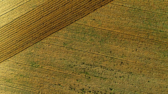 aerial view of a crop field