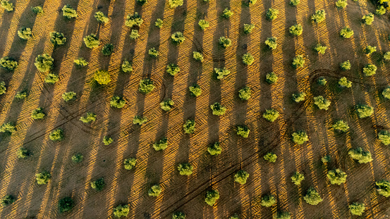 aerial view of an olive grove