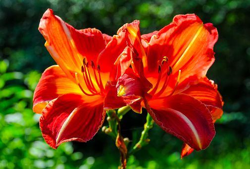 A grouping of orange Tiger lilies found in a Massachusetts garden