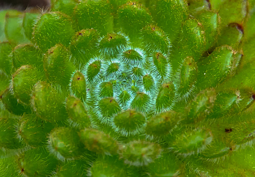 Close-up, succulent leaves of a succulent plant (Echeveria sp.) in a botanical garden collection