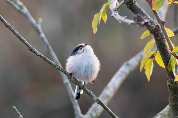 istock A Long-Tailed Tit on the branch looking up. 1964617768