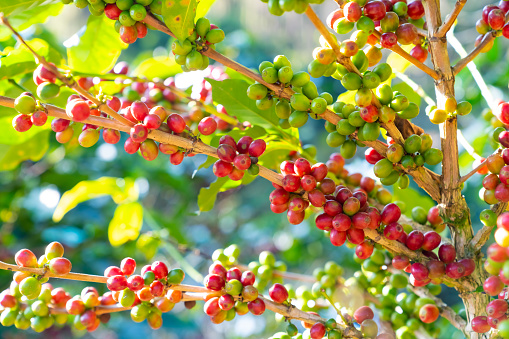 Red ripe cherry berries coffee beans on coffee tree in coffee plantation background. Farmer growing and harvesting coffee bean in farm on the mountain. Food and drink business and industry concept.