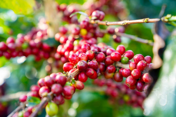 istock Riped coffee bean berries in coffee plantation. 1964620502